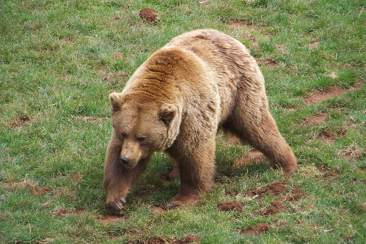 Oso pardo, la especie más buscada del parque